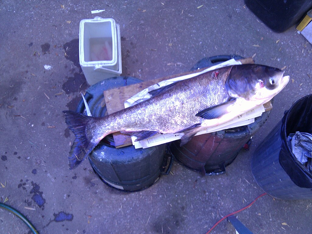 5. Asian Carp (Hypophthalmichthys spp.)