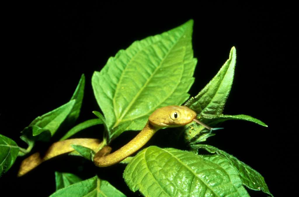 Brown Tree Snake (Boiga irregularis)
