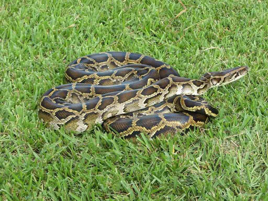 Burmese Python (Python bivittatus)