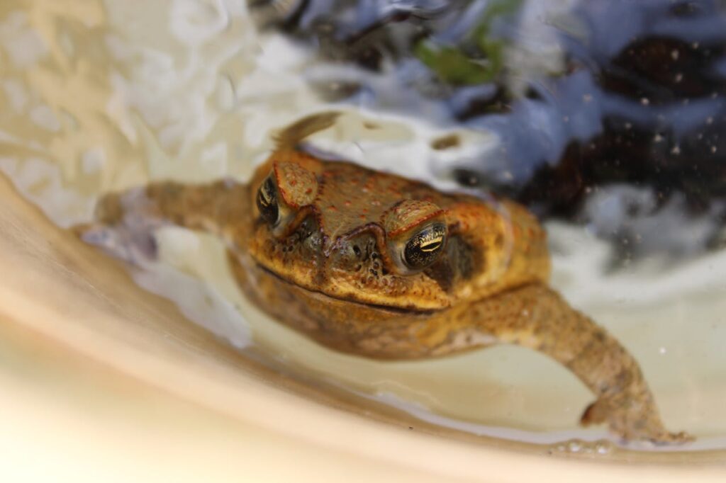 Cane Toad (Rhinella marina)