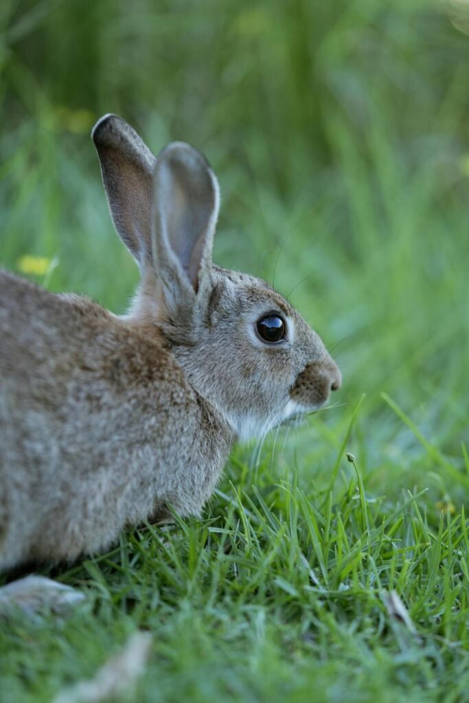 European Rabbit (Oryctolagus cuniculus)