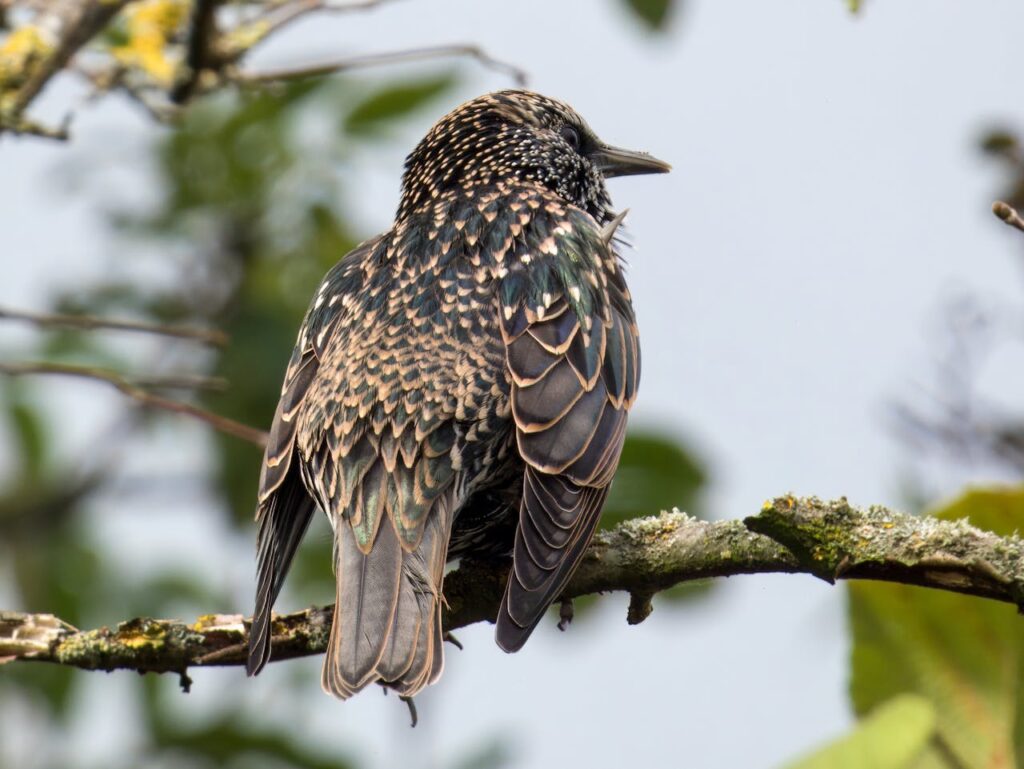 European Starling (Sturnus vulgaris)
