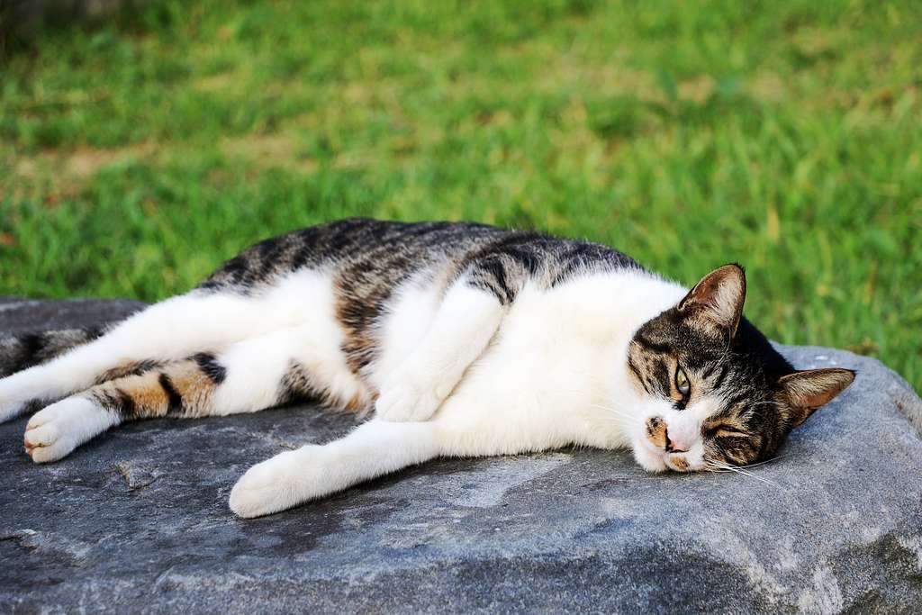 Feral Cats (Felis catus)