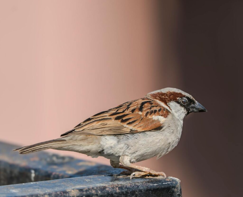 House Sparrow (Passer domesticus)