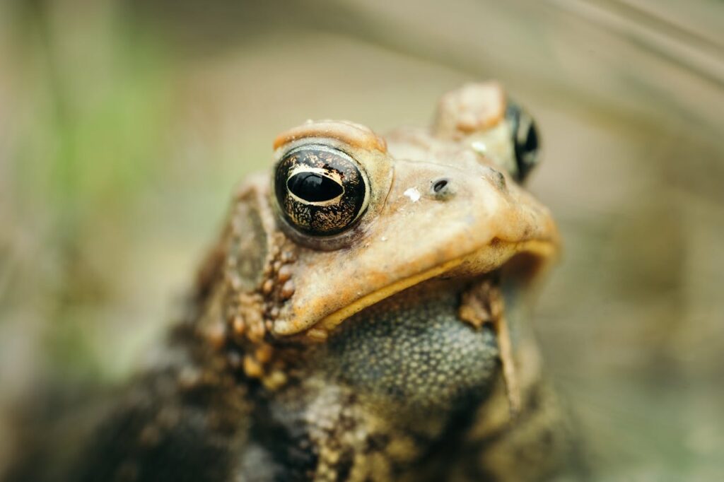 Invasive Animal Species Examples