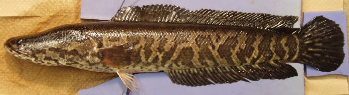 Northern Snakehead (Channa argus)