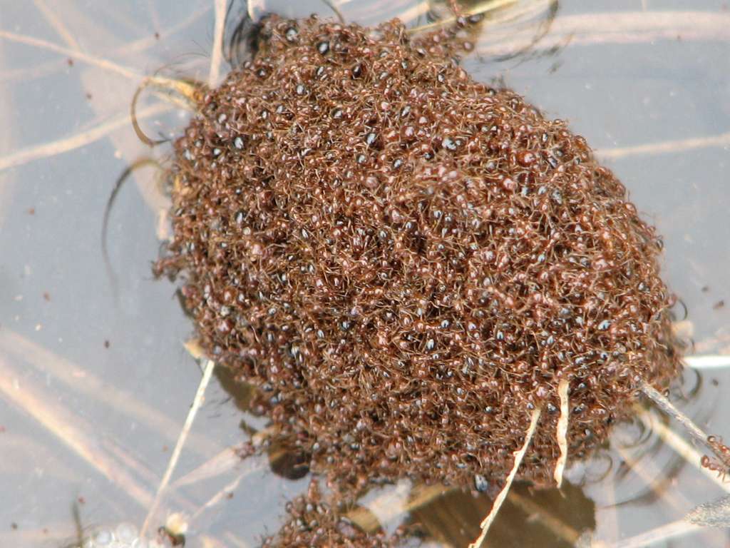 Red Imported Fire Ant (Solenopsis invicta)