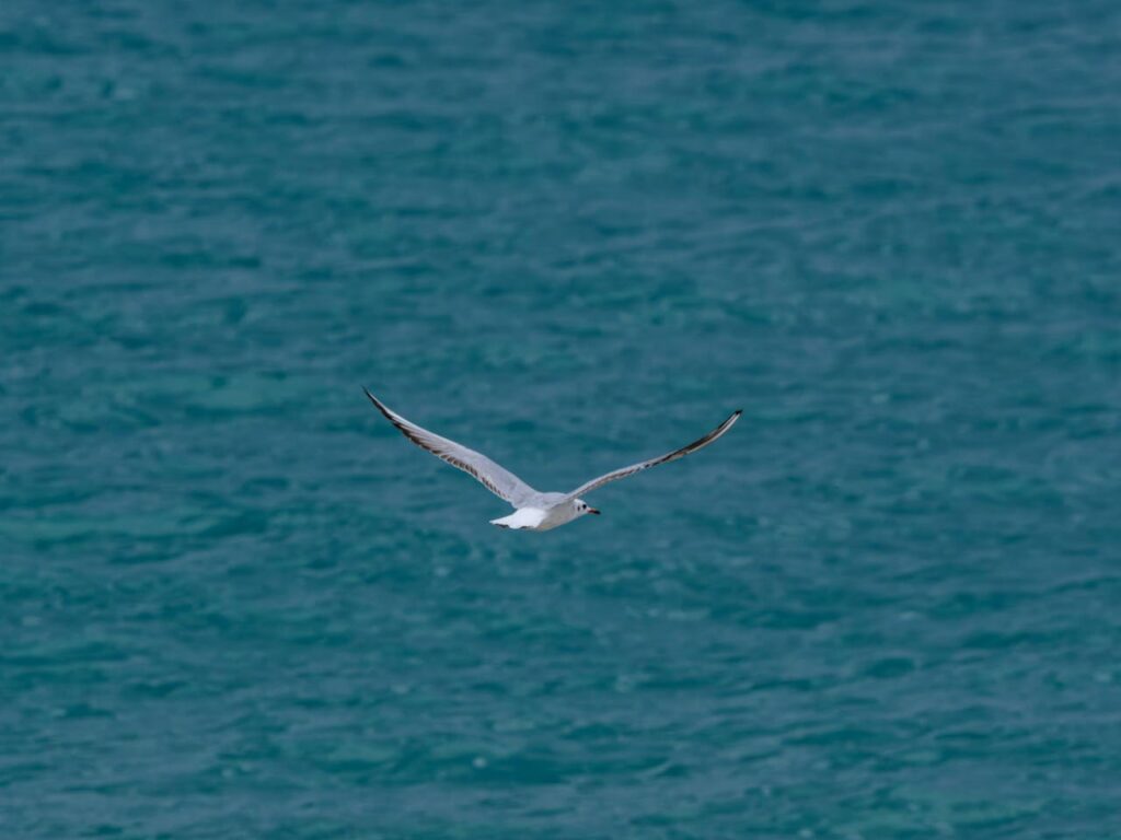 Animal Migration Examples