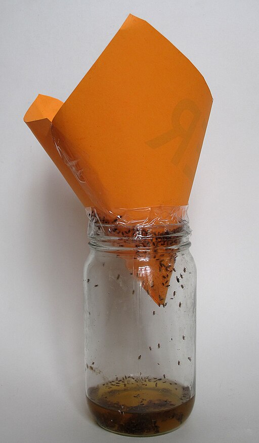 Apple Cider Vinegar Trap