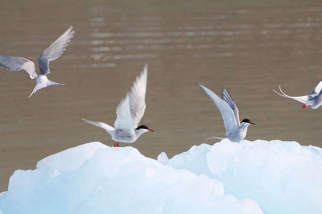 Arctic Tern – The Longest Migration on Earth