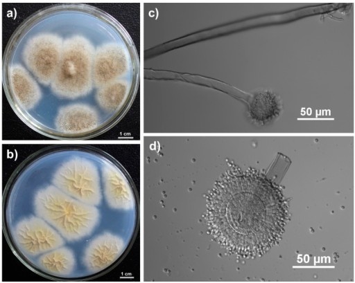 Aspergillus tubingensis