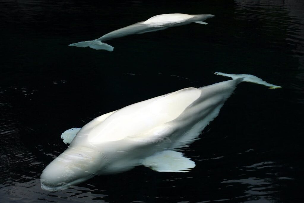 Beluga Whales