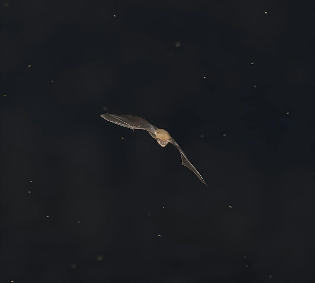 Common Noctule Bats