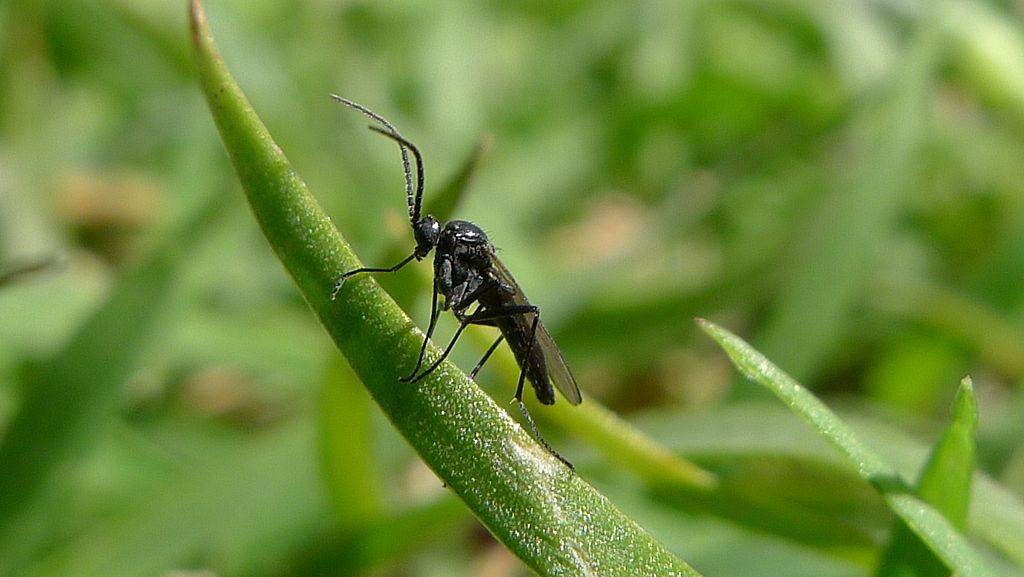How to Get Rid of Gnats on Plants Naturally