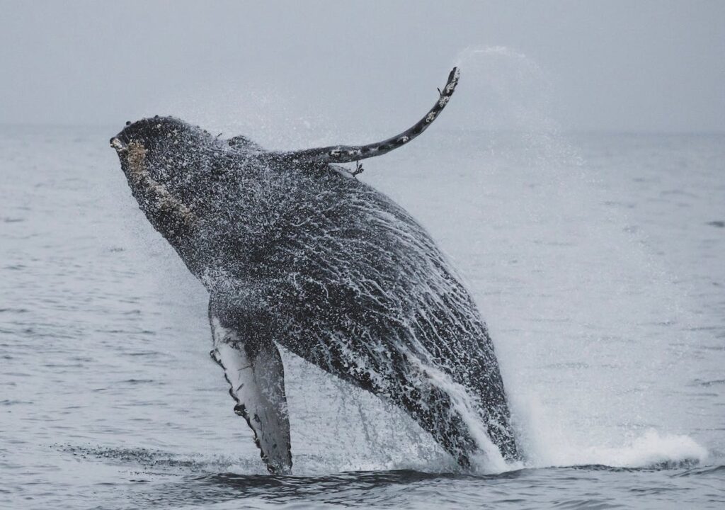 Humpback Whales migration