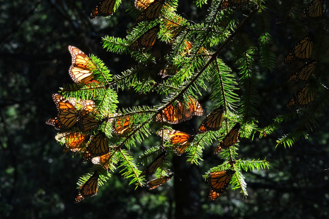 Monarch Butterflies Migration
