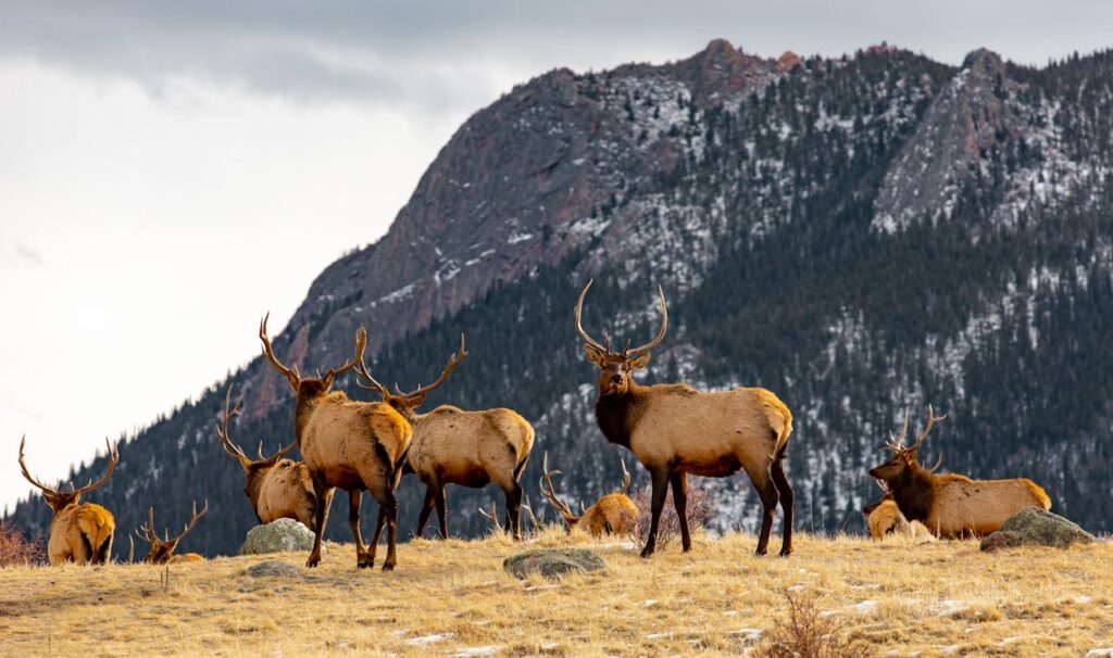 Mule Deer Migration