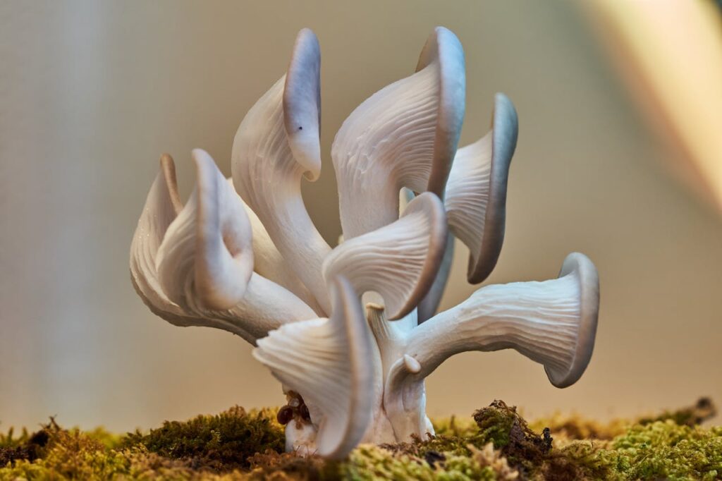 Pleurotus ostreatus (Oyster Mushroom)