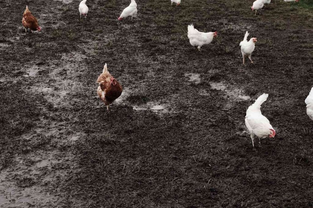 Poultry Manure