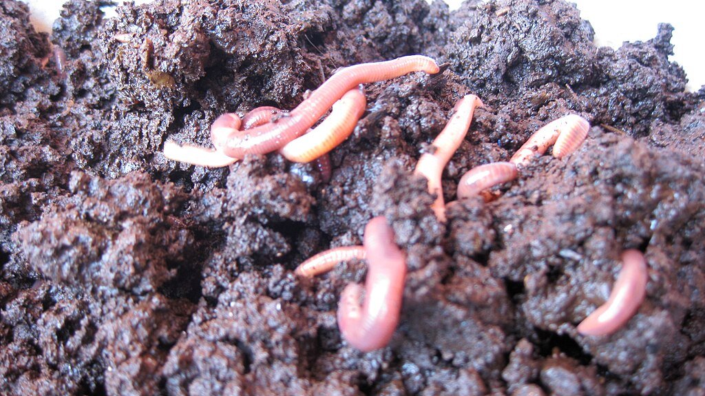 Pros and Cons of Vermicomposting