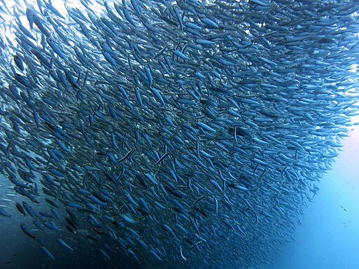 Sardine Run