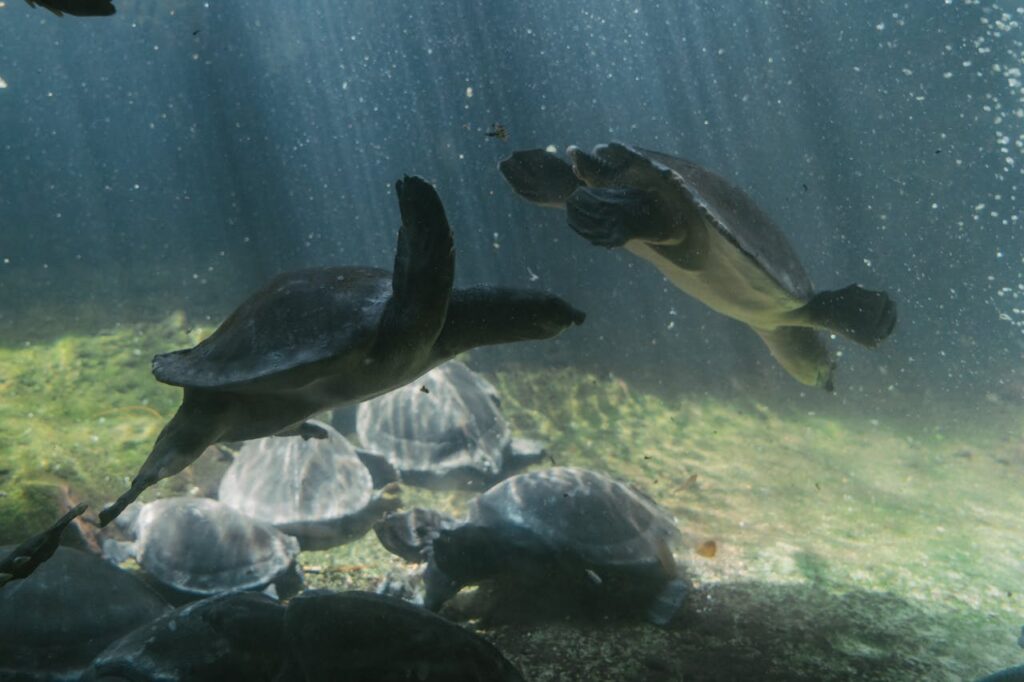 Sea Turtles Migration