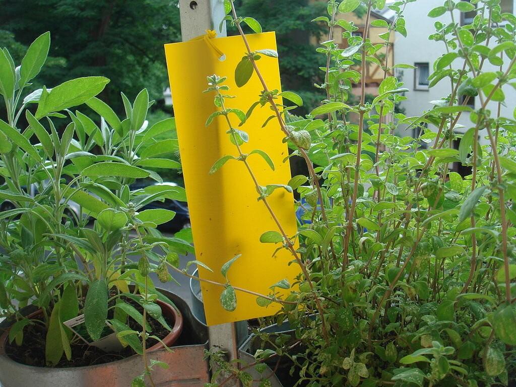 Yellow Sticky Traps for Gnats
