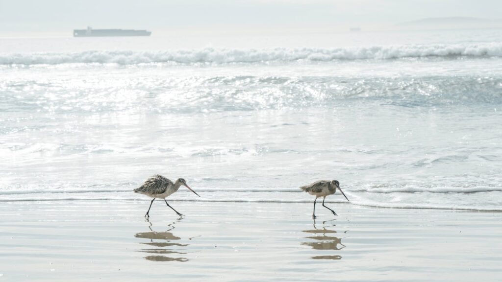 bar-tailed godwit