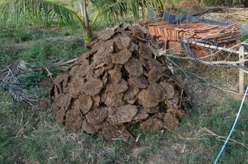 Cow Manure