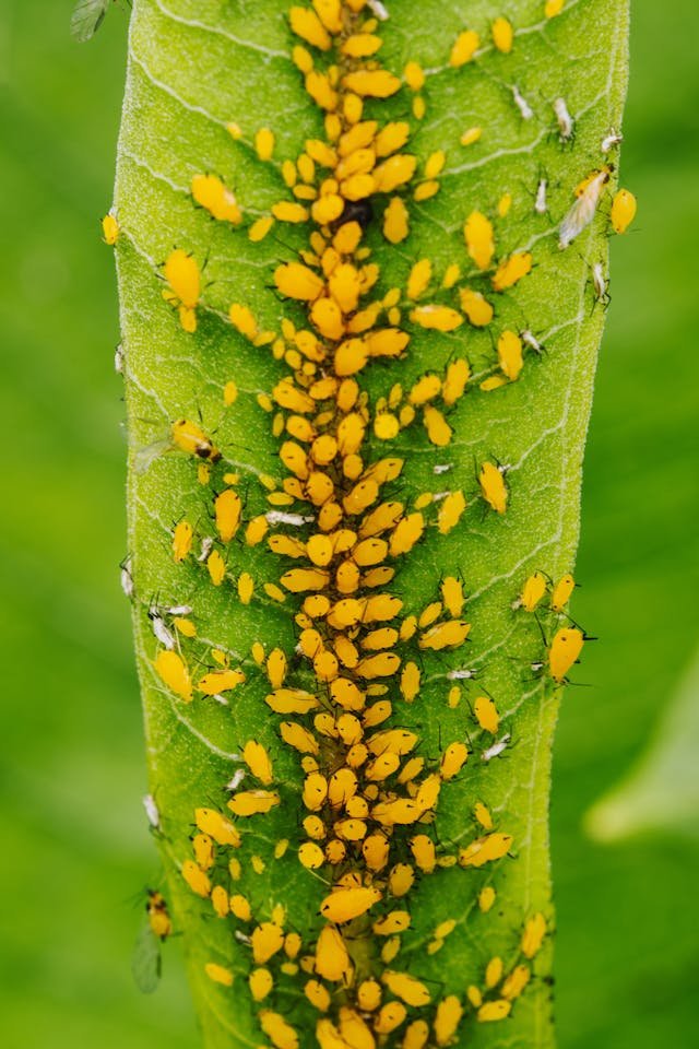 Aphids
