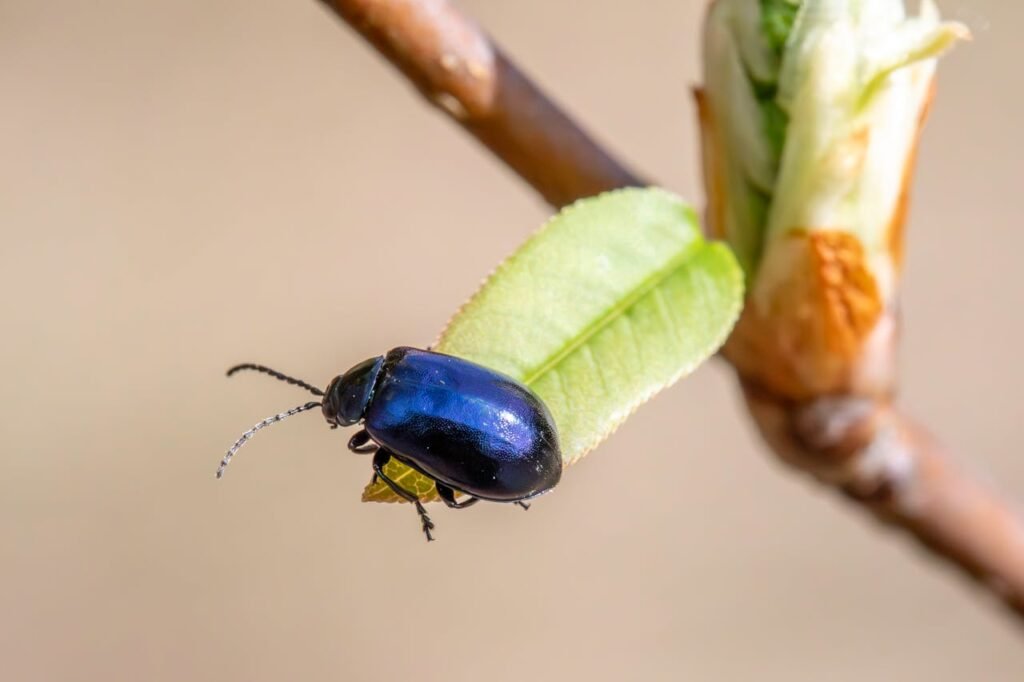 Beetles