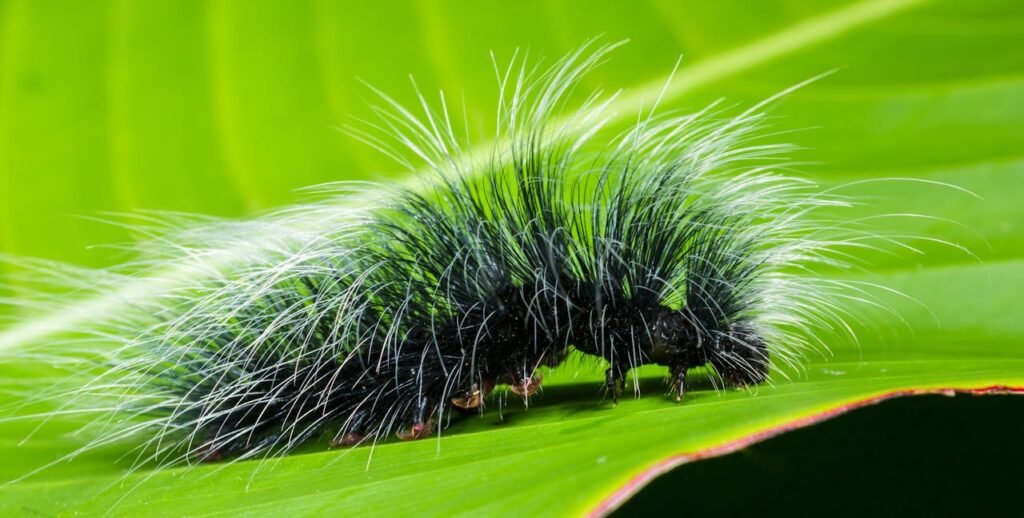 Caterpillars