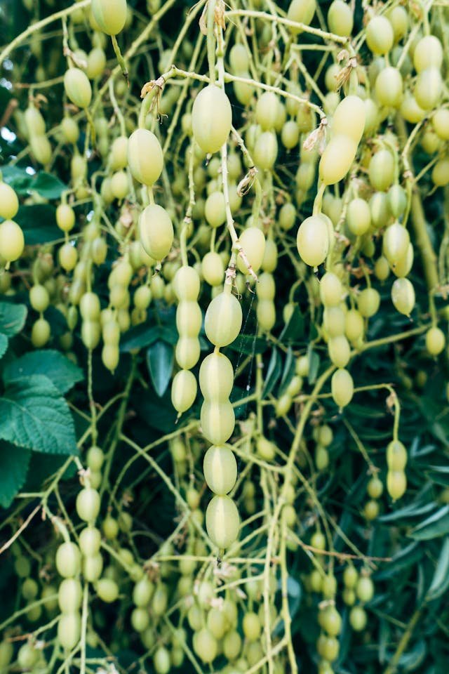 Green Beans