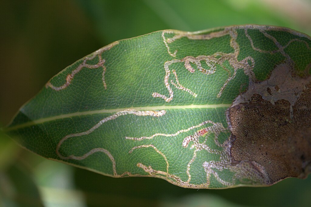 Leaf Miners