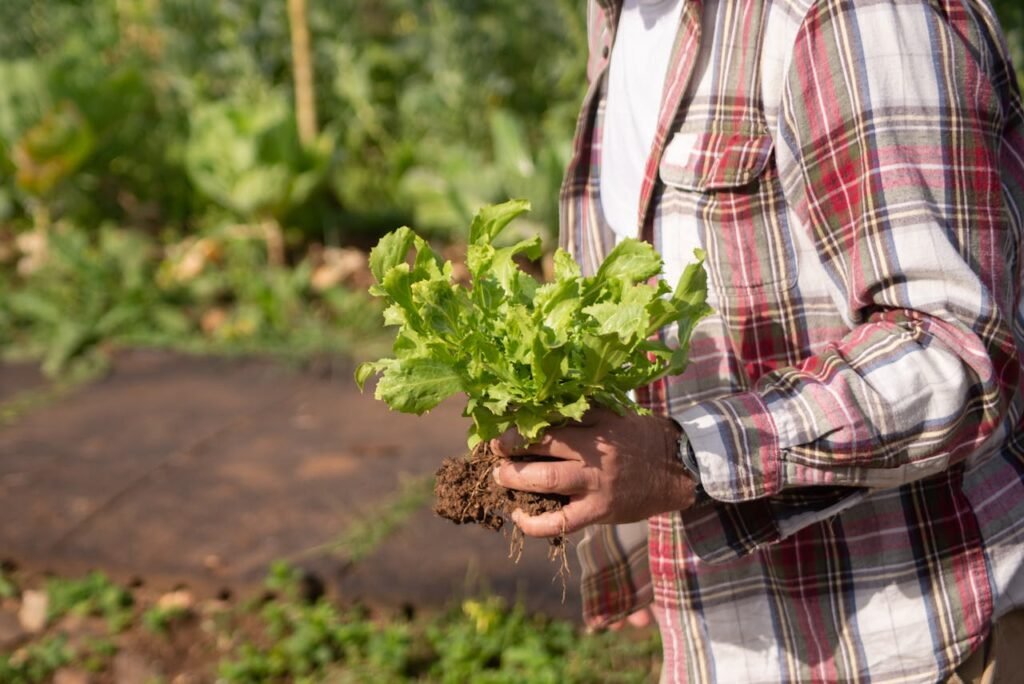 Lettuce