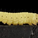 Plastic-Eating Insects