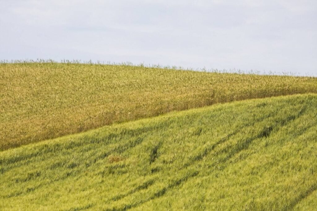 Prairie Strips Reduce Soil Erosion