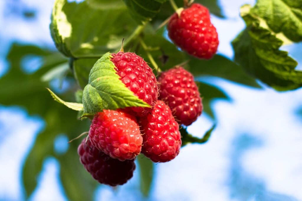 Raspberries