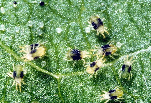 Spider Mites