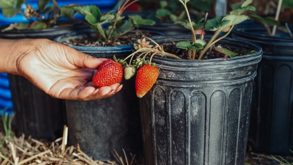 Strawberries