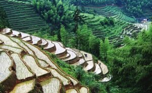 The Role of Terrace Farming in Sustainable Agriculture