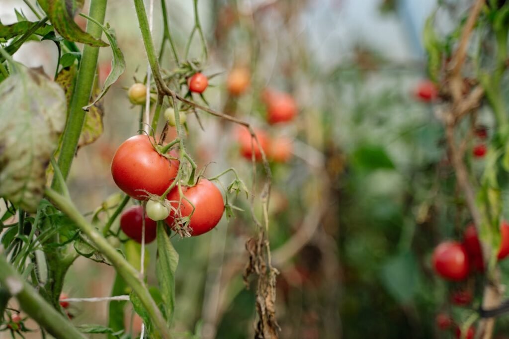 Tomatoes