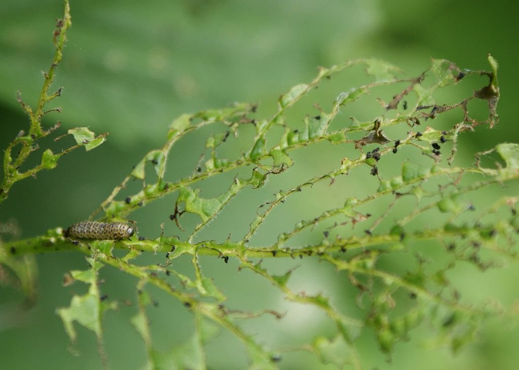 What’s Eating My Plant Leaves