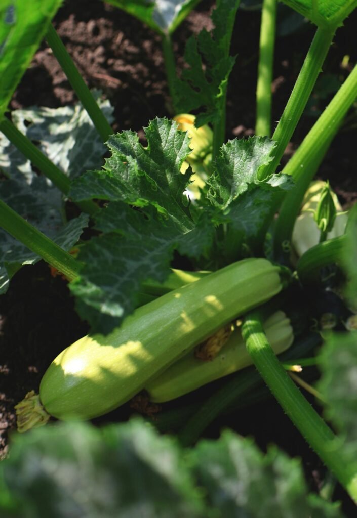 Zucchini (Courgette)