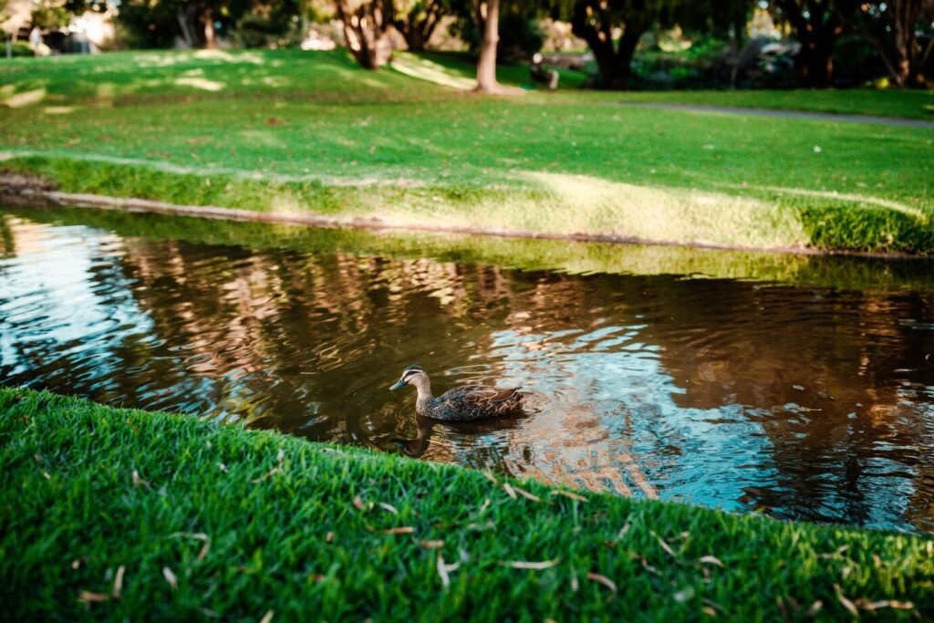How Rain Gardens Turn Runoff into Clean Water Garden Features