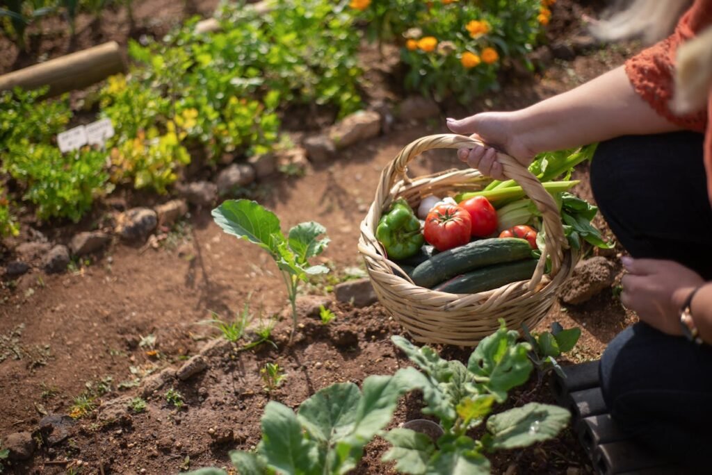 How to Build Your Own Organic Vegetable Garden