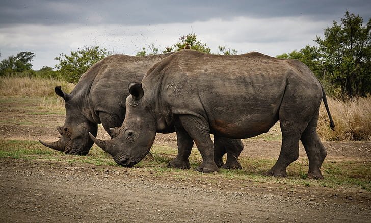 International Rhino Foundation & Rhino Protection Units (Indonesia & Zimbabwe)