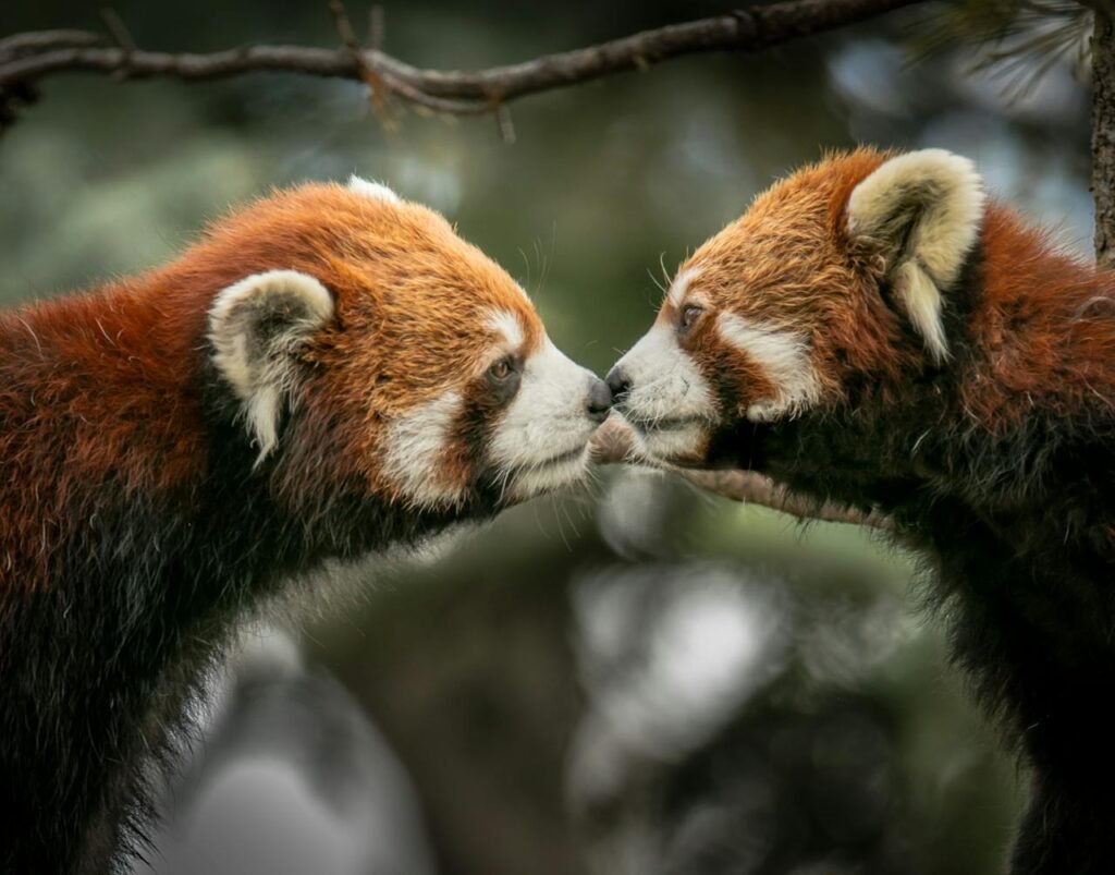 Red Panda Network (Nepal, India, China)