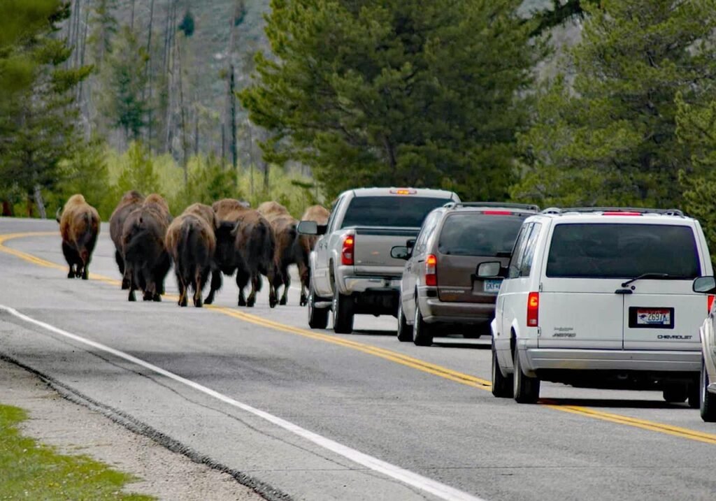 Where are Yellowstone Bison Most at Risk from Vehicles