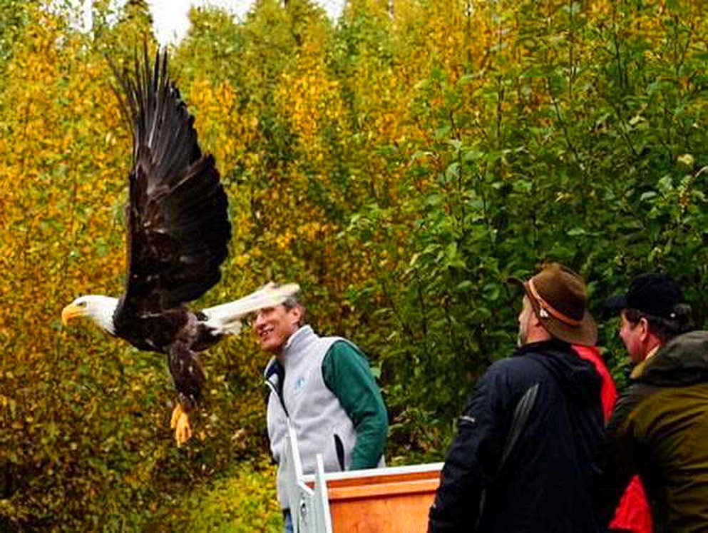 Eagle Rehabilitated and Released After Sanctuary Care Shows Community-Led Wildlife Rehab Success